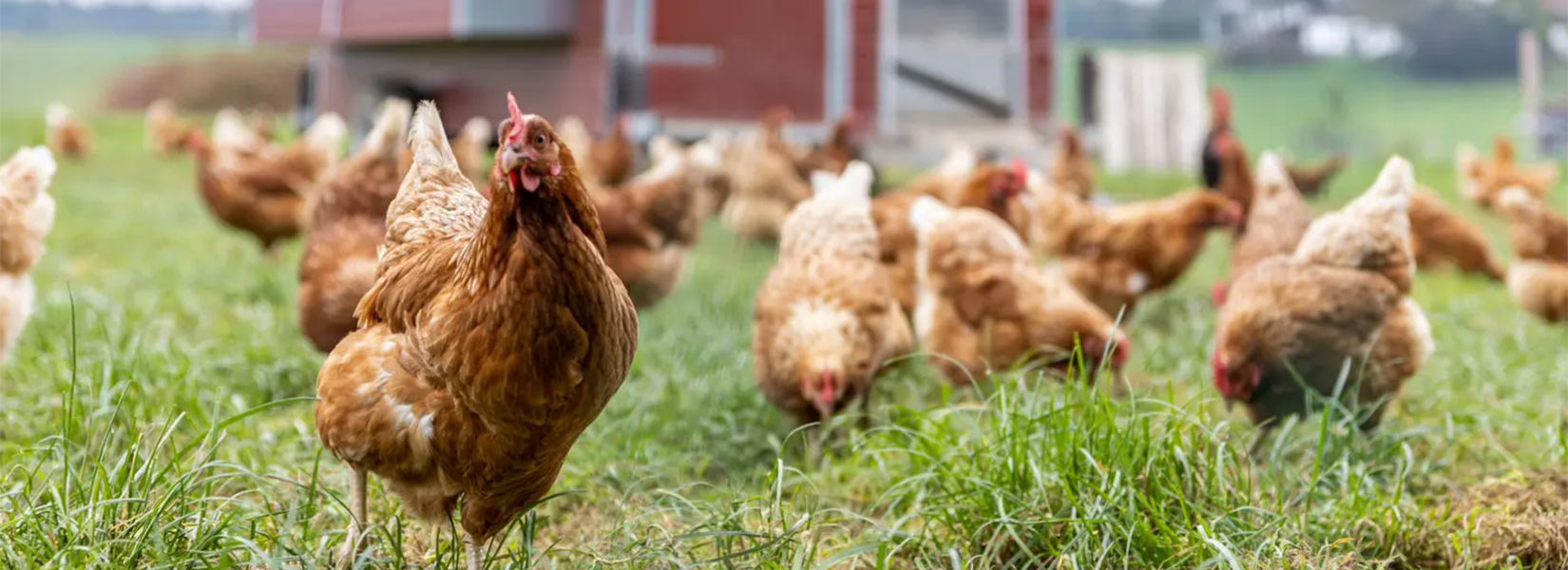 eberlhof-header_bauernhof