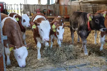 12_eberlhof-chiemsee_bauernhof