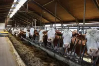 05_eberlhof-chiemsee_bauernhof-kuehe